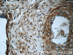 B3GNT7 Antibody in Immunohistochemistry (Paraffin) (IHC (P))