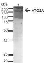 Atg2A Antibody in Western Blot (WB)