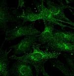 Atg13 Antibody in Immunocytochemistry (ICC/IF)