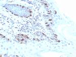 MART-1/Melan-A/MLANA Antibody in Immunohistochemistry (Paraffin) (IHC (P))