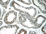 STAG3 Antibody in Immunohistochemistry (Paraffin) (IHC (P))