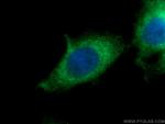 KDELC2 Antibody in Immunocytochemistry (ICC/IF)