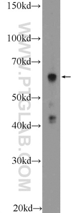 KDELC2 Antibody in Western Blot (WB)
