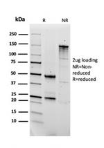 Fibronectin Antibody in SDS-PAGE (SDS-PAGE)