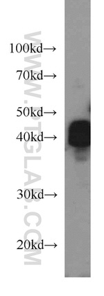 TUFT1 Antibody in Western Blot (WB)