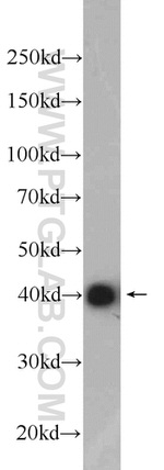 TUFT1 Antibody in Western Blot (WB)