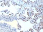 TARDBP TAR DNA binding protein/TDP43 Antibody in Immunohistochemistry (Paraffin) (IHC (P))