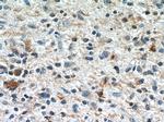 Ubiquilin 1 Antibody in Immunohistochemistry (Paraffin) (IHC (P))