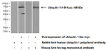 Ubiquilin 1 Antibody in Western Blot (WB)