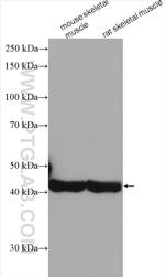 alpha Actin Antibody in Western Blot (WB)