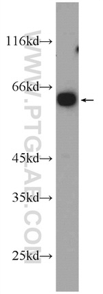 ARCN1 Antibody in Western Blot (WB)