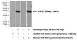 IER2 Antibody in Western Blot (WB)