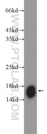 NDUFB5 Antibody in Western Blot (WB)