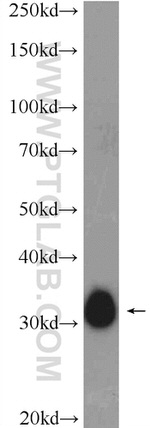 MYOZ3 Antibody in Western Blot (WB)