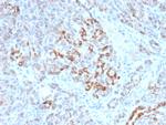 Frataxin Antibody in Immunohistochemistry (Paraffin) (IHC (P))