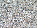 HSN2 Antibody in Immunohistochemistry (Paraffin) (IHC (P))