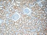 HSN2 Antibody in Immunohistochemistry (Paraffin) (IHC (P))