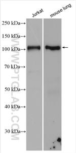 CEP120 Antibody in Western Blot (WB)