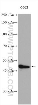 NEK2 Antibody in Western Blot (WB)