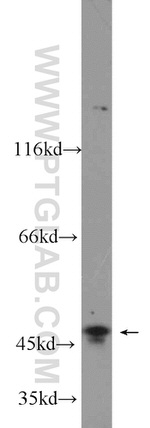 NEK2 Antibody in Western Blot (WB)