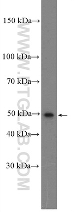 NEK2 Antibody in Western Blot (WB)