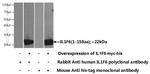 IL-1F6 / IL-36 alpha Antibody in Western Blot (WB)