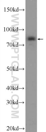 PAPOLG Antibody in Western Blot (WB)