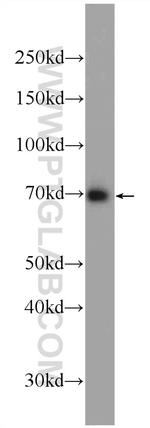 RFTN1 Antibody in Western Blot (WB)