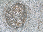 RFTN1 Antibody in Immunohistochemistry (Paraffin) (IHC (P))