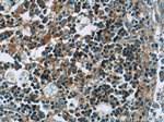 RFTN1 Antibody in Immunohistochemistry (Paraffin) (IHC (P))