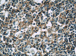 RFTN1 Antibody in Immunohistochemistry (Paraffin) (IHC (P))