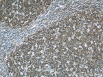 RFTN1 Antibody in Immunohistochemistry (Paraffin) (IHC (P))