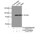 CSTF3 Antibody in Immunoprecipitation (IP)