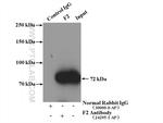 F2 Antibody in Immunoprecipitation (IP)