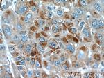 EFCAB5 Antibody in Immunohistochemistry (Paraffin) (IHC (P))