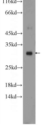 ERP29 Antibody in Western Blot (WB)