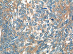 IL-19 Antibody in Immunohistochemistry (Paraffin) (IHC (P))