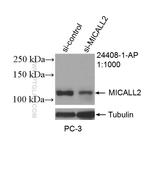 MICALL2 Antibody in Western Blot (WB)