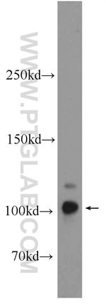 MICALL2 Antibody in Western Blot (WB)
