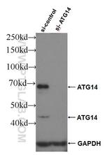 ATG14/Barkor (C-terminal) Antibody in Western Blot (WB)