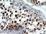 PRPF39 Antibody in Immunohistochemistry (Paraffin) (IHC (P))