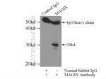 MAGIX Antibody in Immunoprecipitation (IP)