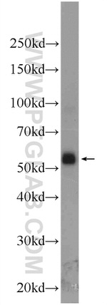 NR2F1 Antibody in Western Blot (WB)