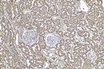 LRPAP1 Antibody in Immunohistochemistry (Paraffin) (IHC (P))