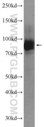 LRSAM1 Antibody in Western Blot (WB)
