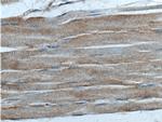 EYA4 Antibody in Immunohistochemistry (Paraffin) (IHC (P))