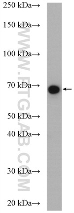 EYA4 Antibody in Western Blot (WB)