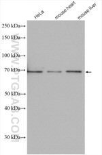 EYA4 Antibody in Western Blot (WB)