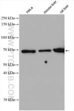 EYA4 Antibody in Western Blot (WB)