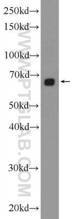 EYA4 Antibody in Western Blot (WB)